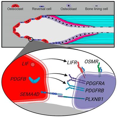 Spatial Organization of Osteoclastic Coupling Factors and Their Receptors at Human Bone Remodeling Sites